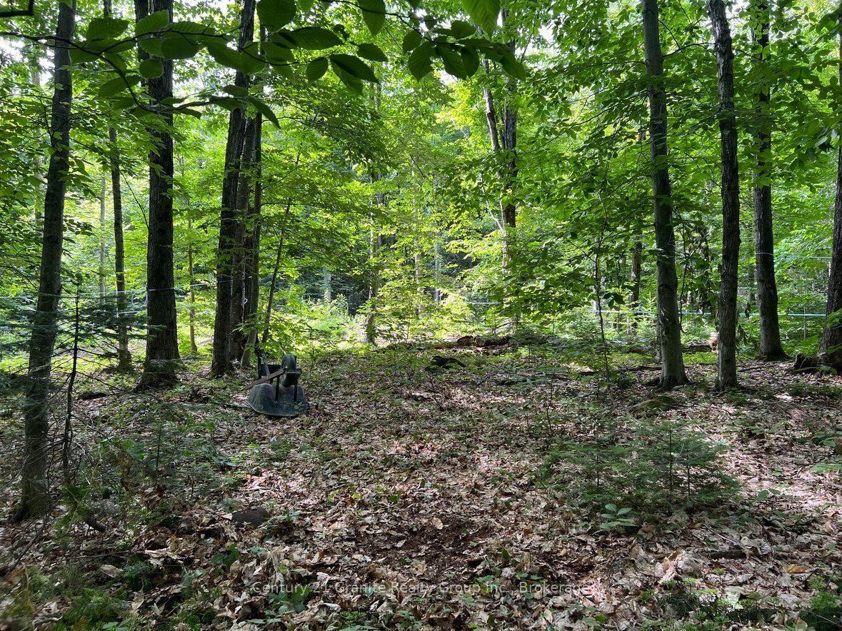 99 Forest View Road, Bancroft — Land for sale, photo 1