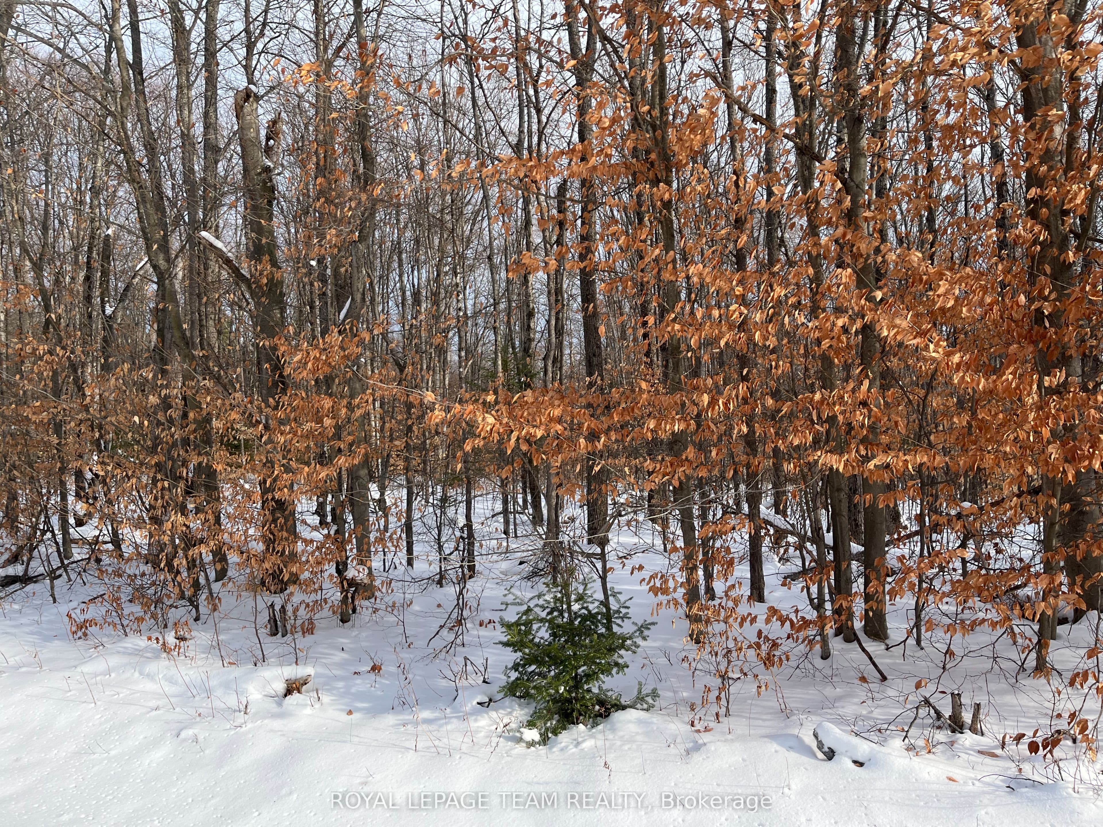 00 Siberia Road — photo 1