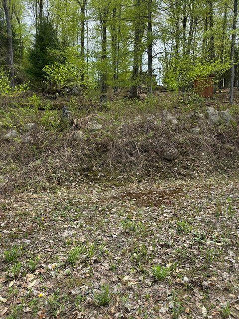 TBD Bushwolf Lake Road — photo 1
