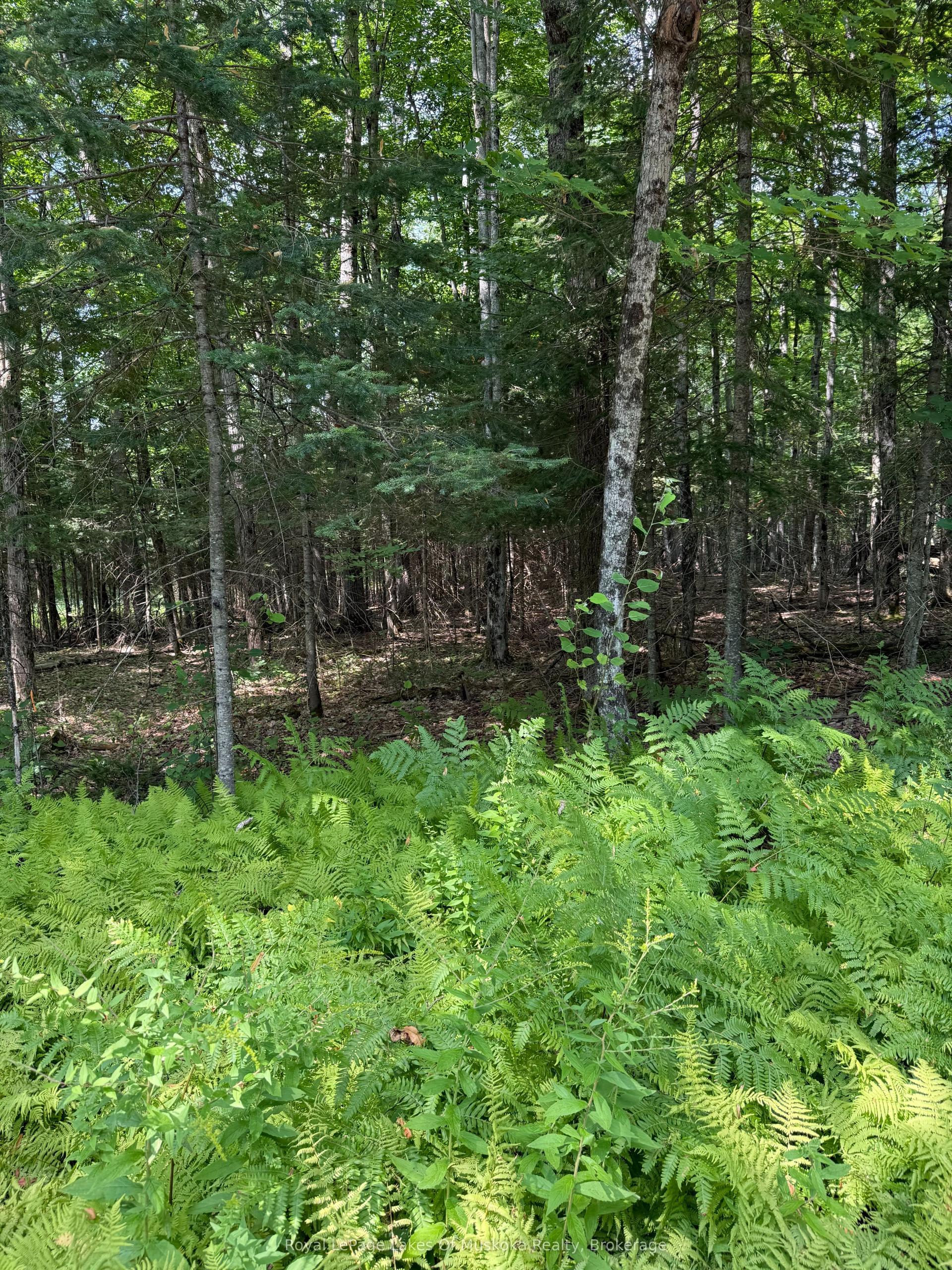 LT 26 Frank St Street, Magnetawan — Land for sale, photo 1