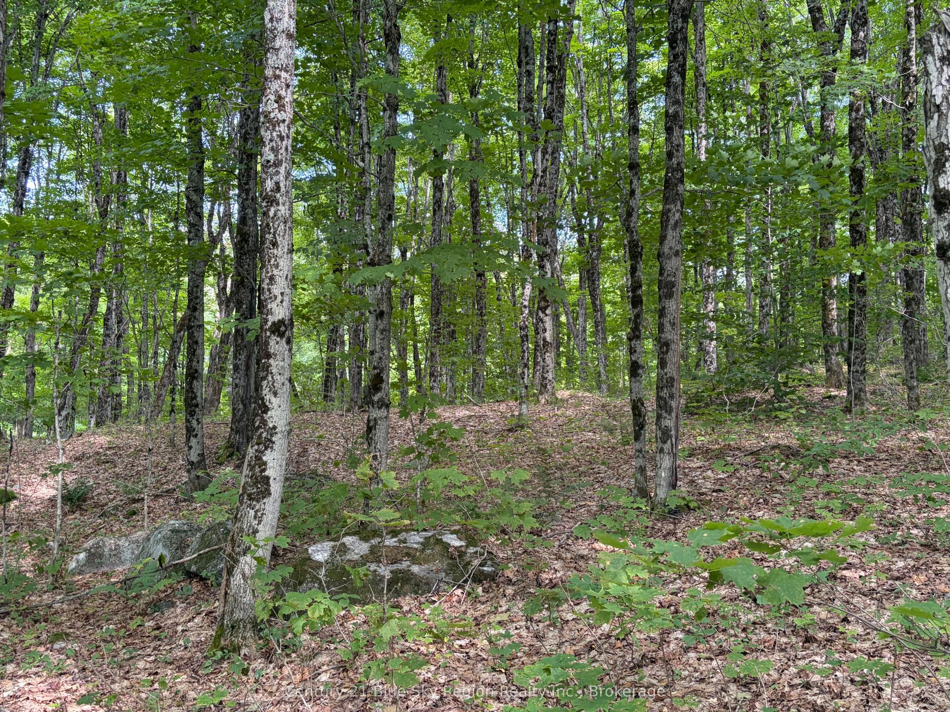 Part Lot 11 & 12 Chikopi Road, Magnetawan — Land for sale, photo 1
