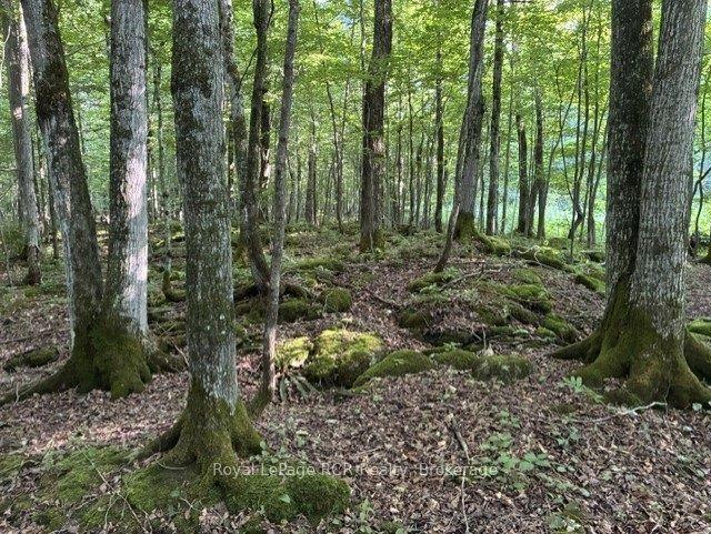 PT LT 26 CON 22 CENTRE RD Road N, Georgian Bluffs — Land for sale, photo 1
