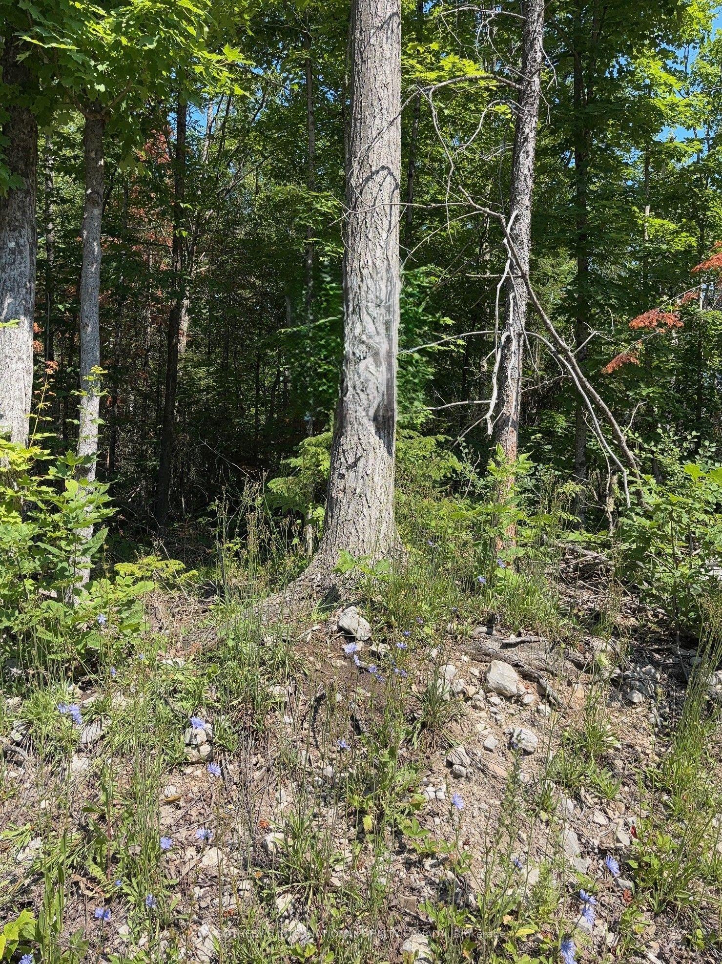 Lot 30 White Valley Road, Trent Lakes — Land for sale, photo 1