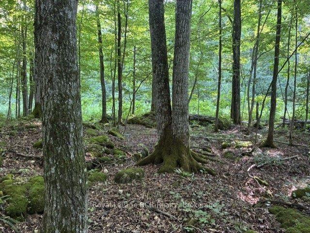 PT LT 26 CON 22 CENTRE RD Road N, Georgian Bluffs — Land for sale, photo 1