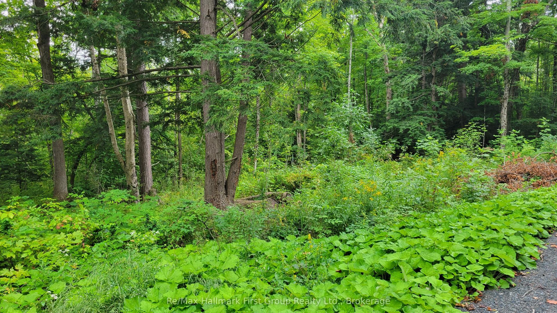 0 Black River Road N, Tweed — Land for sale, photo 1