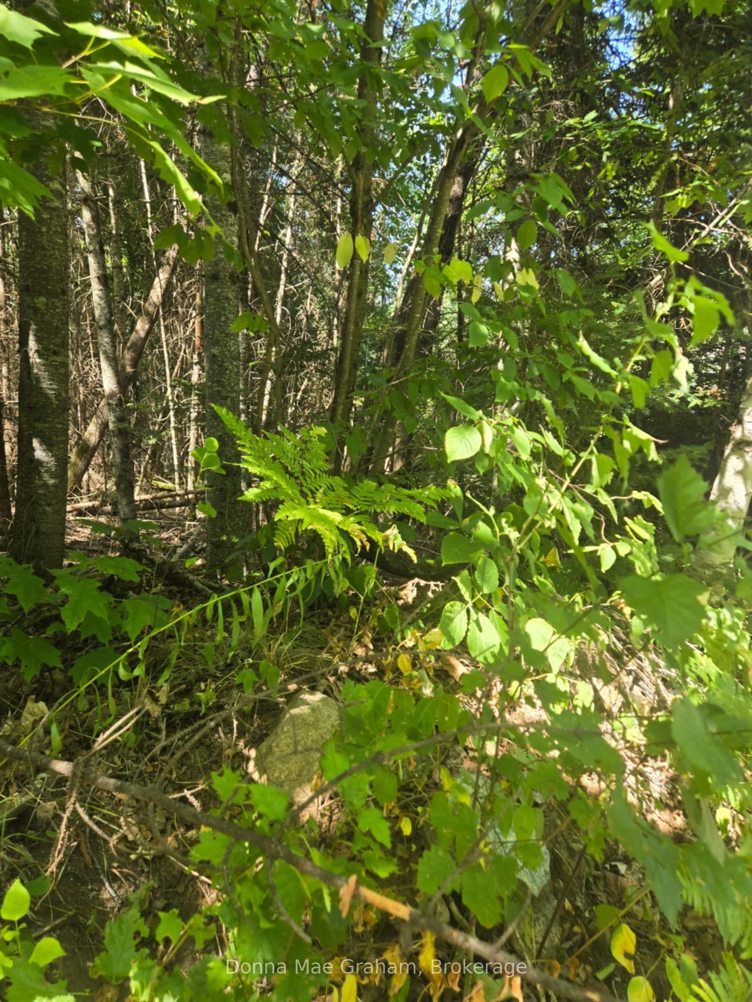 0 E MacDuff Road Acres E, Highlands East — Land for sale, photo 1