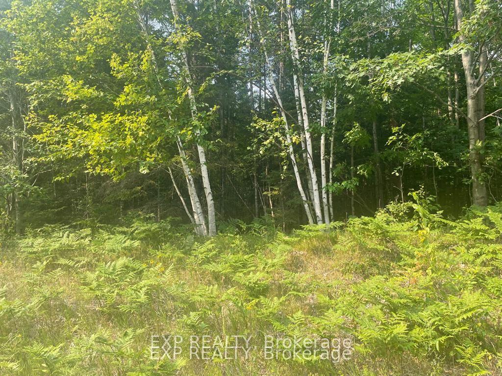 1571 Schutt Road, Brudenell, Lyndoch and Raglan — Land for sale, photo 1