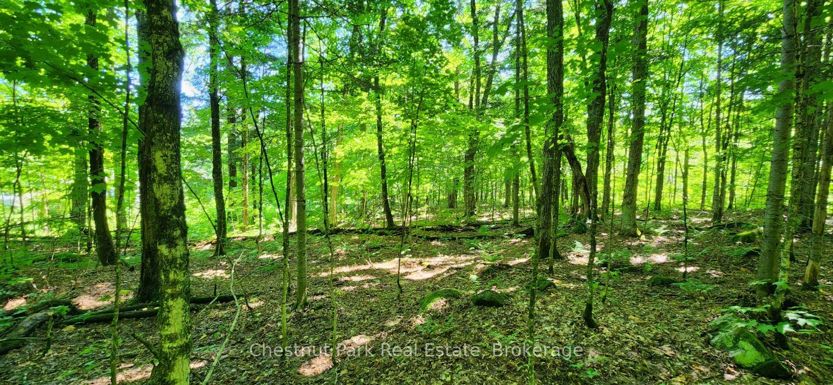 0 Skyline Drive — photo 1