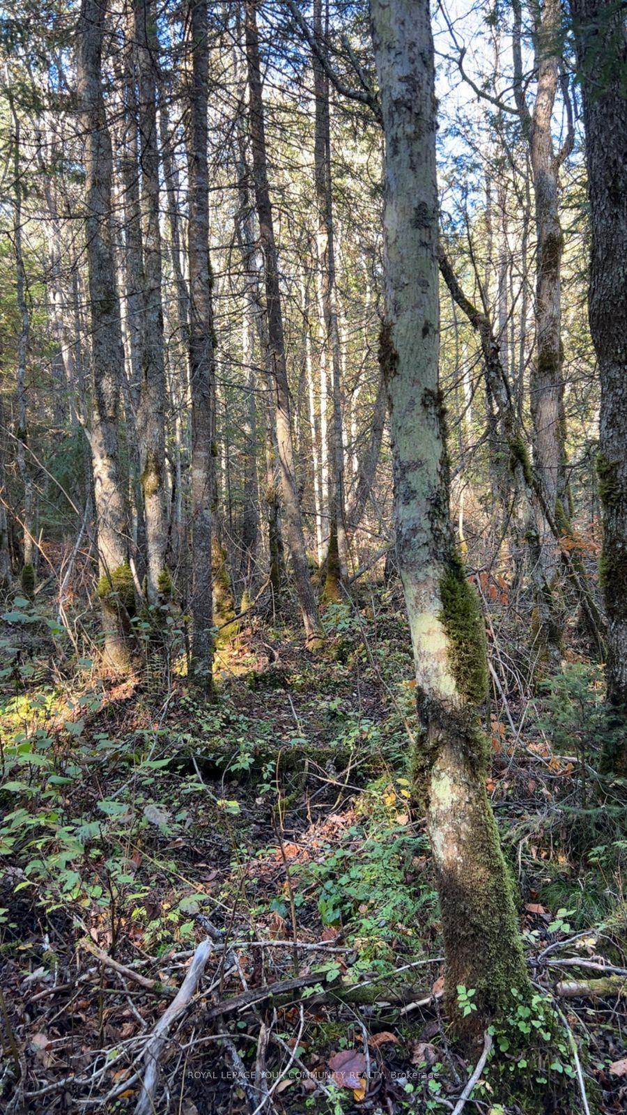 Con 1 Lot 4, Bancroft — Land for sale, photo 1